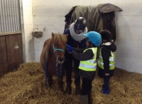 Lots of learning about horses with the Sunflower Team